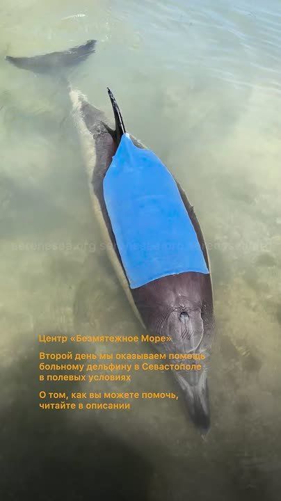 ��������� ������� ��������-��������� � �����������