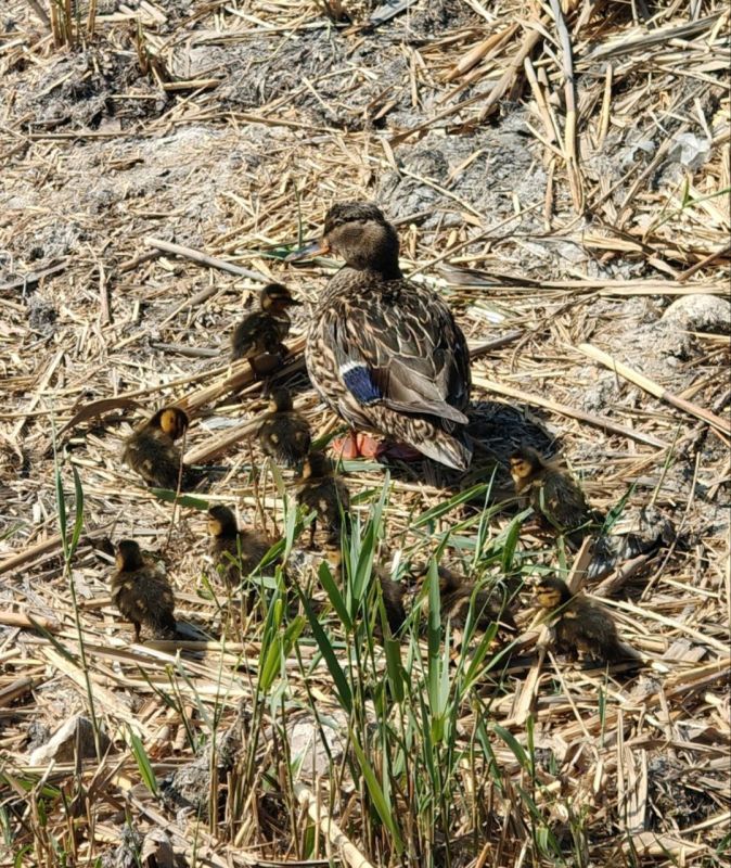 ���� ������� ��������. � ����������� 15 ��� ��� �������