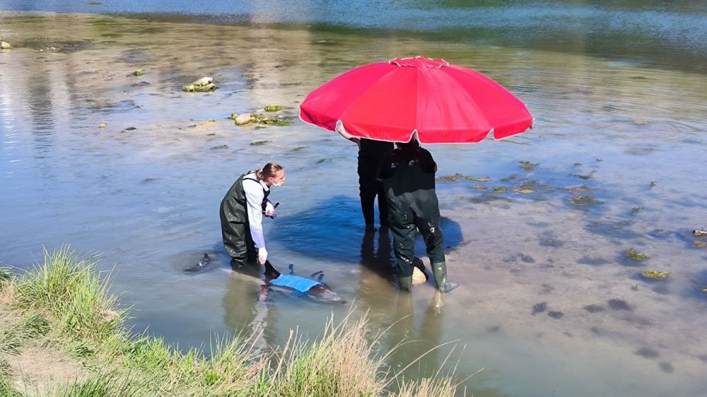 Никита Васильев: В Севастополе спасают дельфина Никита Васильев: В Севастополе спасают дельфина