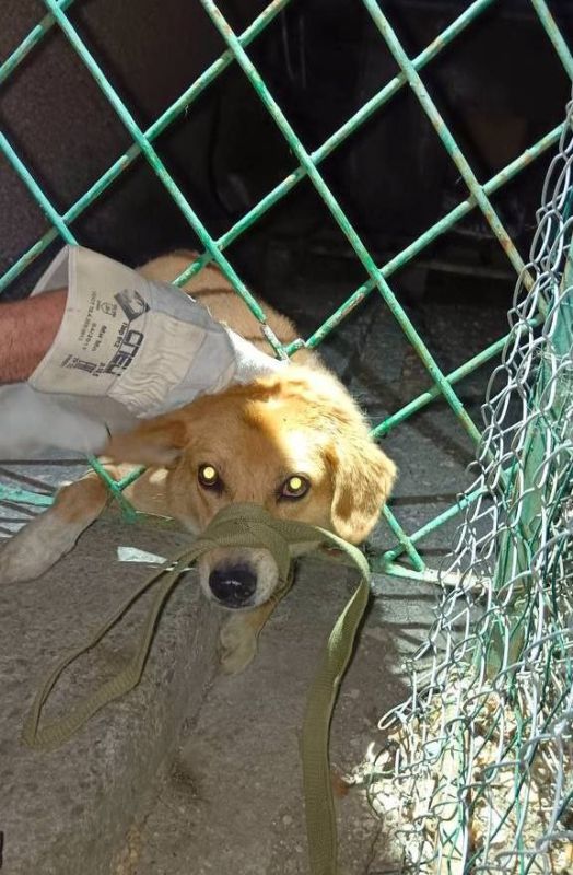 ������� ������: ��������� ����������� �������� ����������� ���