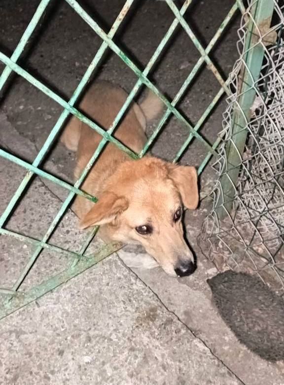 ��������������� ��������� ��������� ��� �� �������������� �����