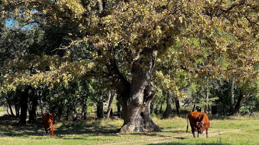 � ����������� ���������� ����������, ��� �������