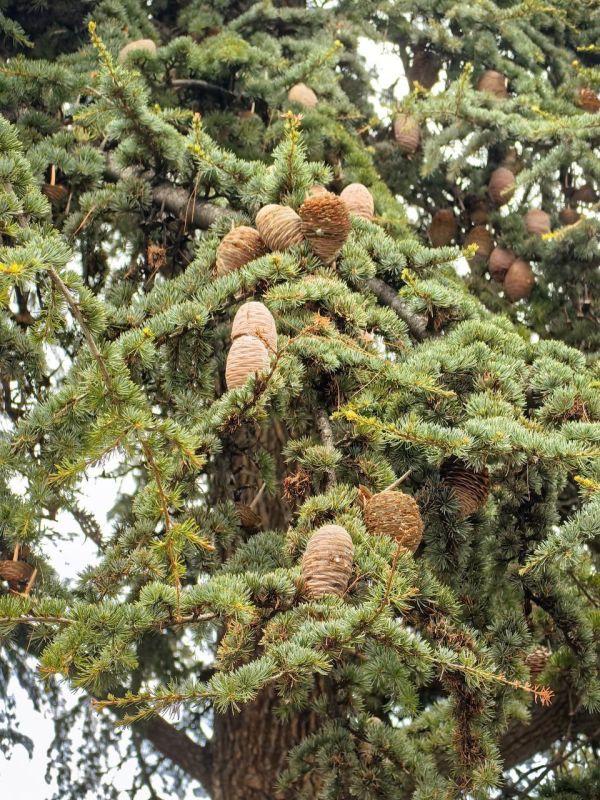 ���������� ����� � ����:. ���������� ��������