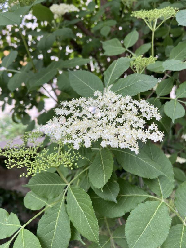 #��� �� ��������?. ���� ����������� ��������� ������ ��������: ��� �����, ����� ���� ������� ��������, ������ ����������� ������� ������� �������� ��������, �������� �������� � �������