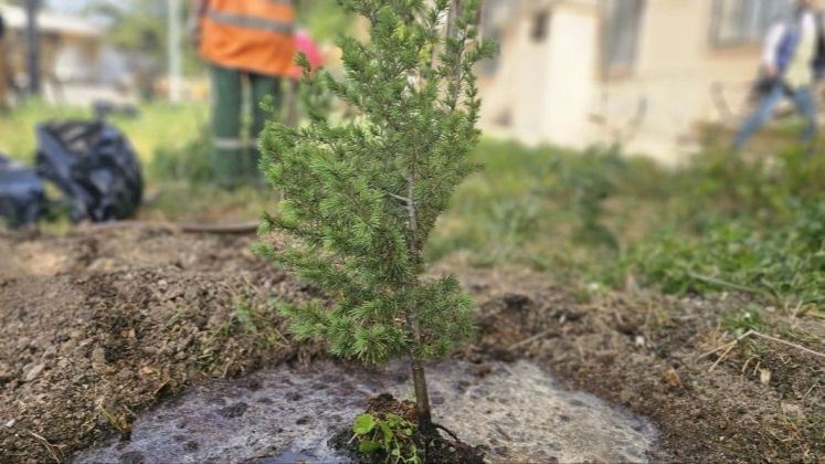 ����������� ������������� � ������� ������ ������� �������