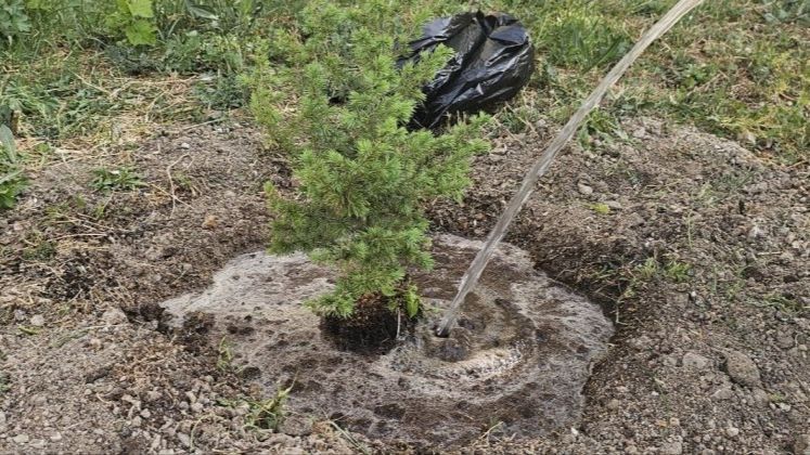 ����������� ������������� � ������� ������ ������� �������