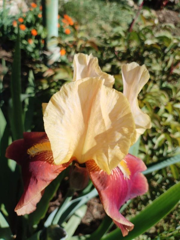 ���� ������� ����������� ����