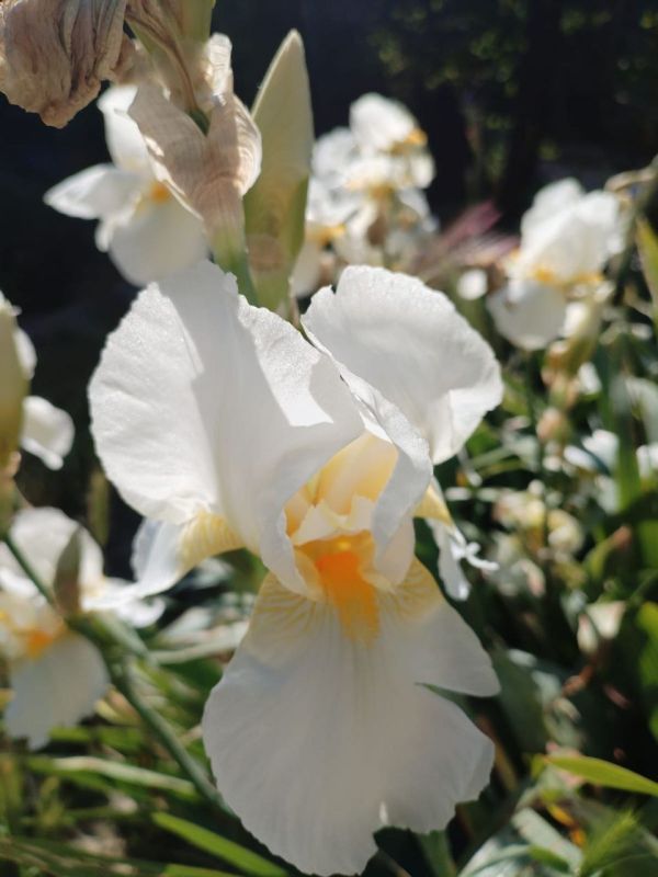 ���� ������� ����������� ����