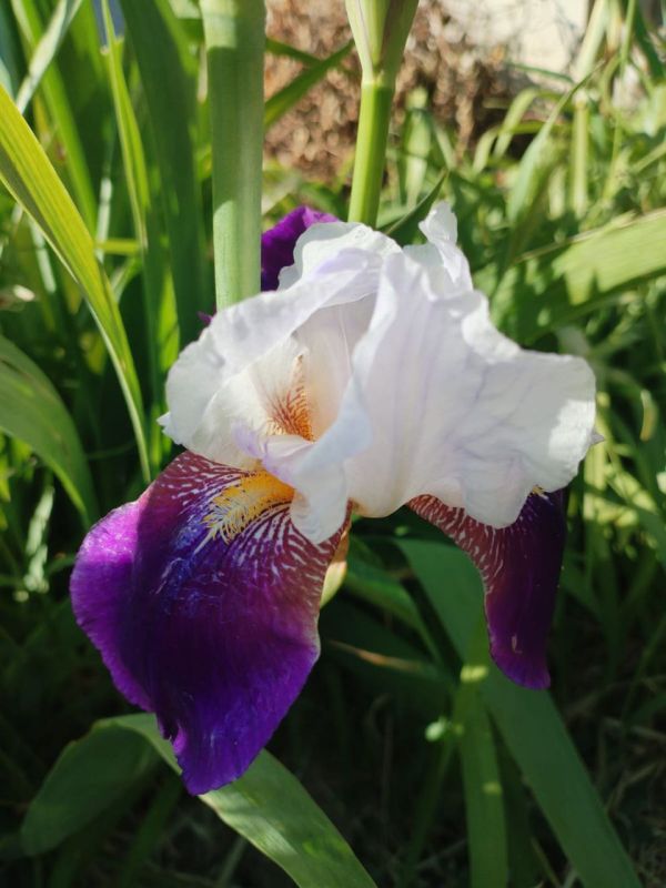 ���� ������� ����������� ����