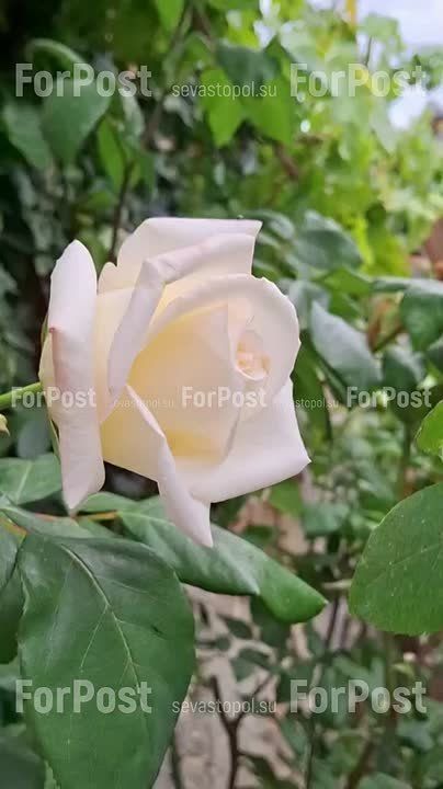 � �� ���� ������ ������ � ����������� ����� ��������� �������� �����