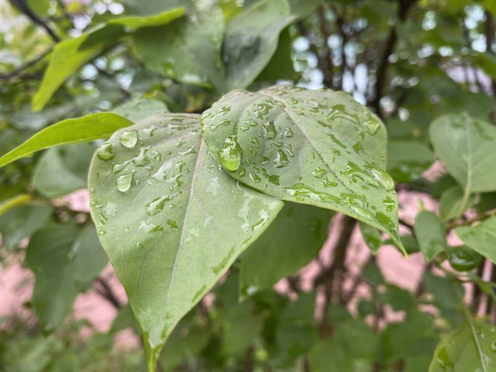 ������� ������ � ����� �� 20 ���