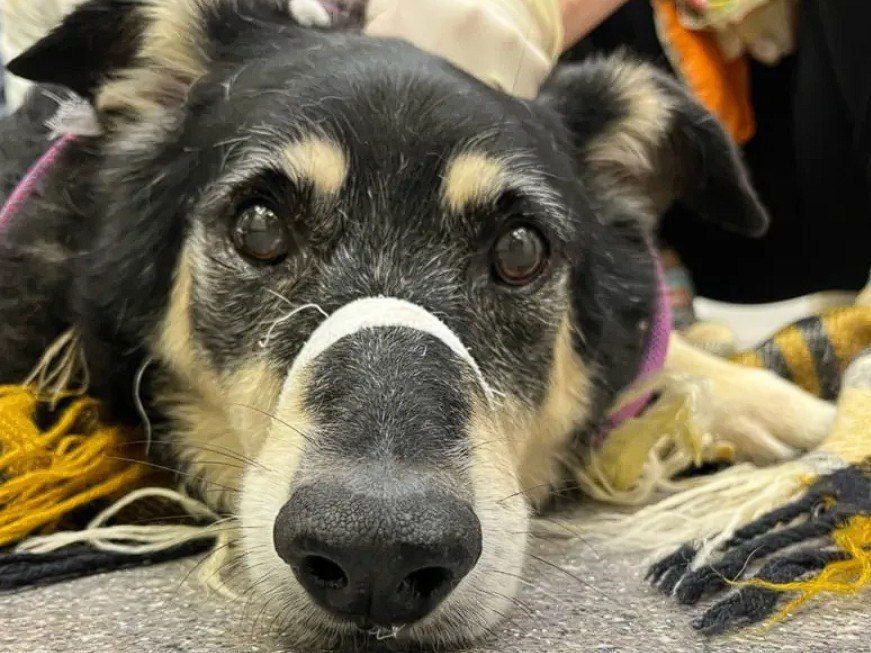 ������� ����. ����� ��������� ����� ��� 17 ��� � �������� ����������� ��������� ���������, ��� �� ����� ����� � ������ ���������� ������ ������������� ��������� ���� �������������� ������