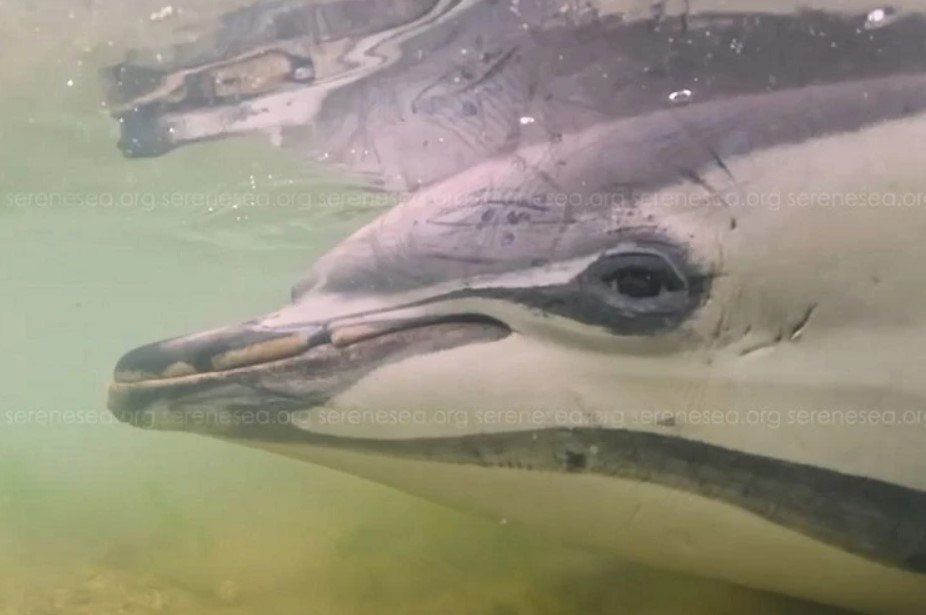 ������� ���� ��������� ������� �� ����� �������� ��������, ������� ���������� �� ����� � �����������