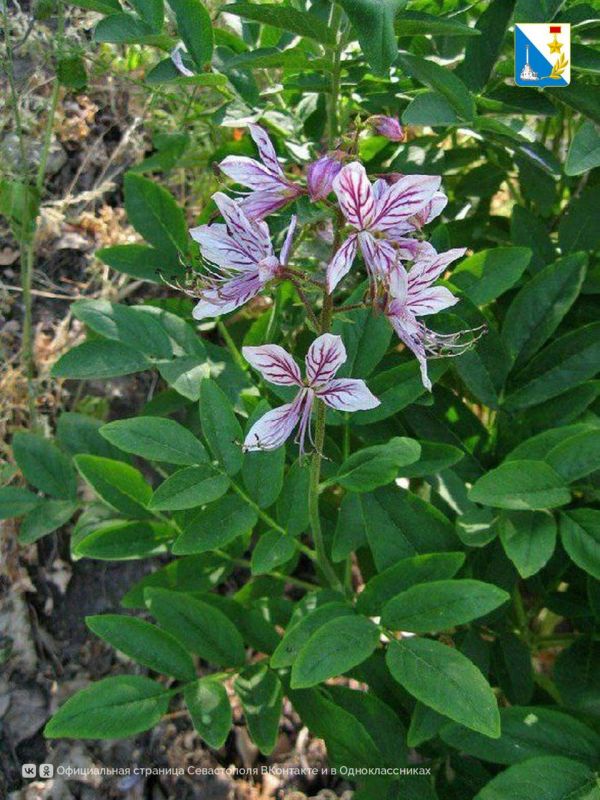 ������� ��������. ������� ������� ��������������� �����: ����������� ������� � ������� ���������� ������ ��������