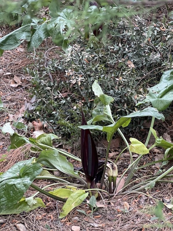 #��� �� ��������?. ������ ����� �������� ���������� ������� ���������� �������, ����������� ������ ������