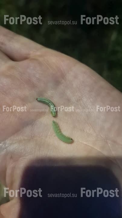 #���_�����. �� ����� ����������� � ����������� �������� ����� ����� ������