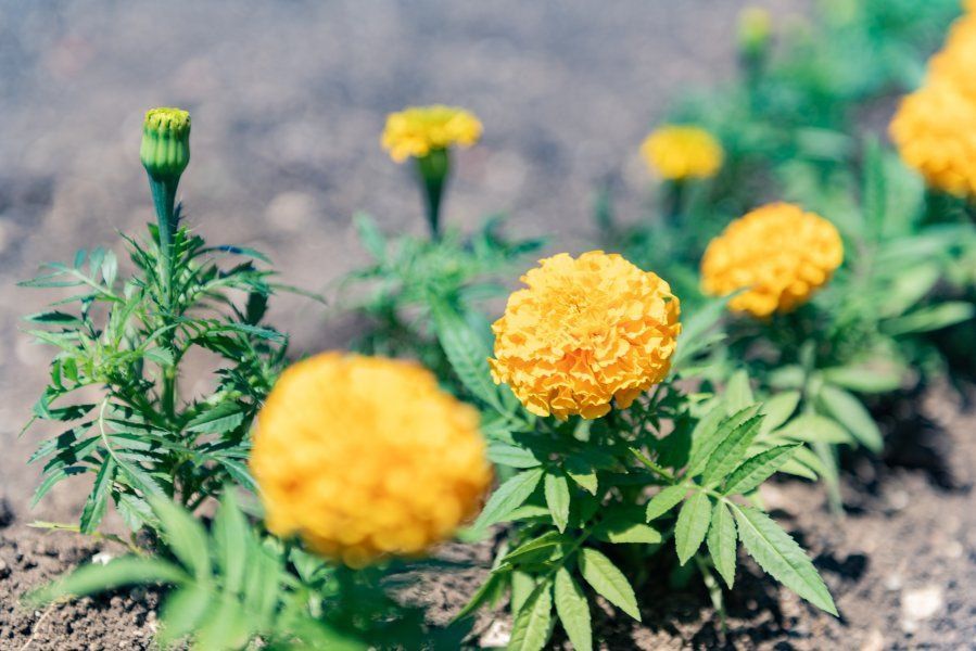 ����������� ������ ���������� ������ ����� � ������ ���������������� �������