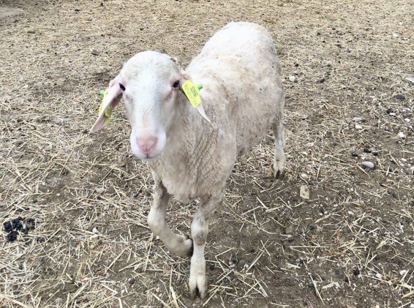 ������������ ����������� ������� ���������� �������� � ������ ���������