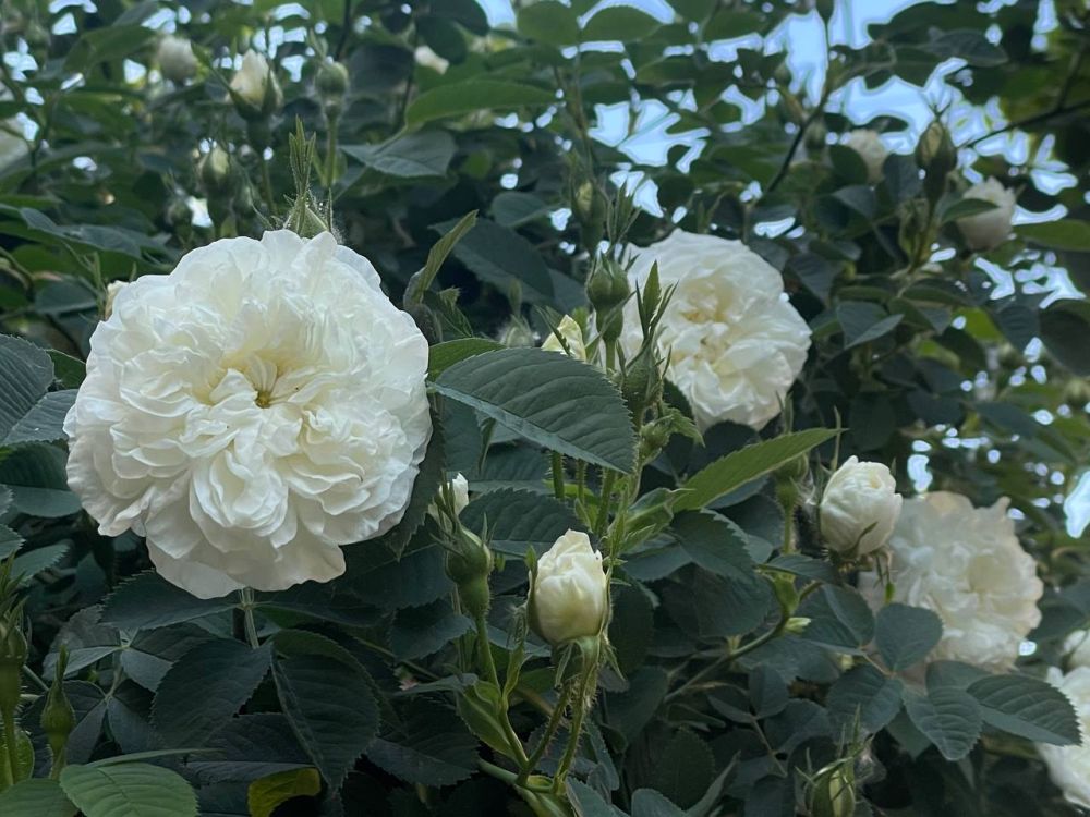 ������� ������ � ����� �� 21 ���