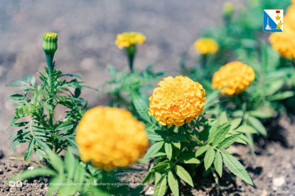 ���������� ����. � ����������� �������� ����� ������ �� ������