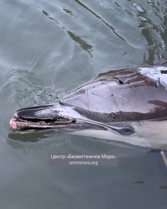 "� ��������� � ���� ��������� ��������� ����, ����� �������������� ��� ��������� � ������������, ������� � ���������": ��������� ����������, ��� ���� ������������ ��������, �������������� �� ����� � �����������