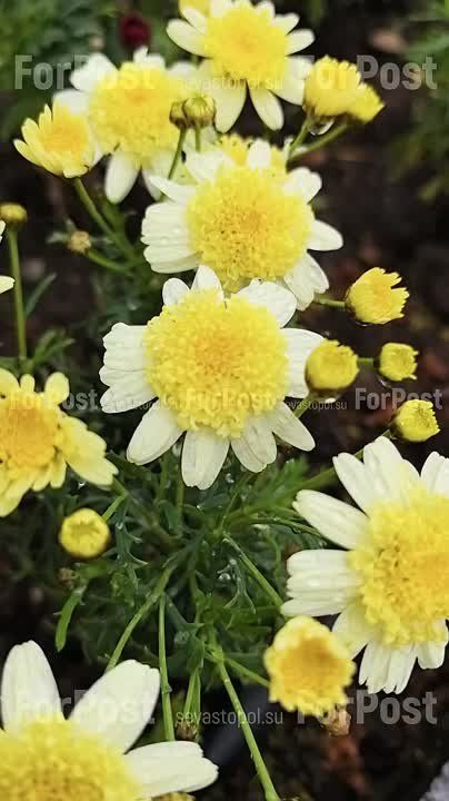 �������� ��������� ��������