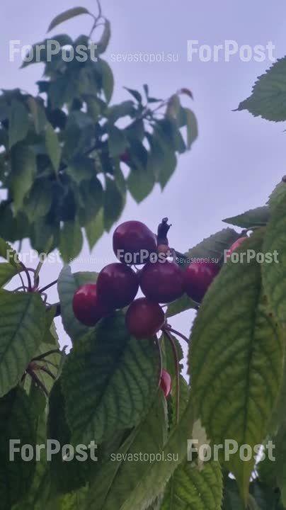 � ����������� ������ ��������� ������ �������