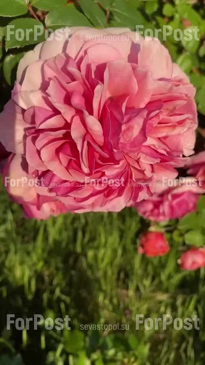 � ����������� �������� �����