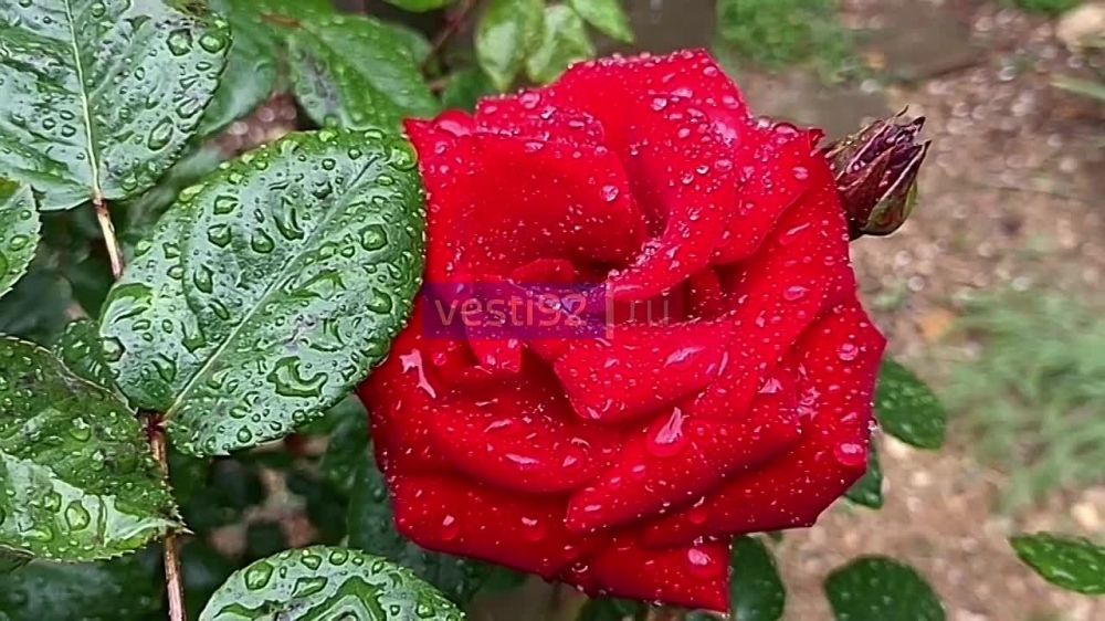 ������ ����, �����������! ������� ��������� ��������� ������