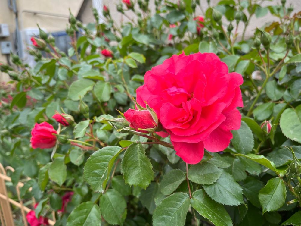 � ������ ��������� �����, ������!