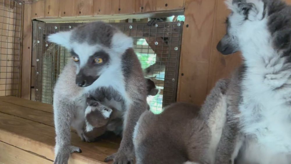 � �����������: � �������������� ����� �������� �������� ��������