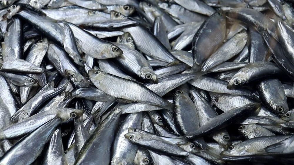 ����� 5 ���� ������ ��������� ��� ���������� ����� � �����������