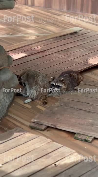 �� ���� ��������� ��-�������