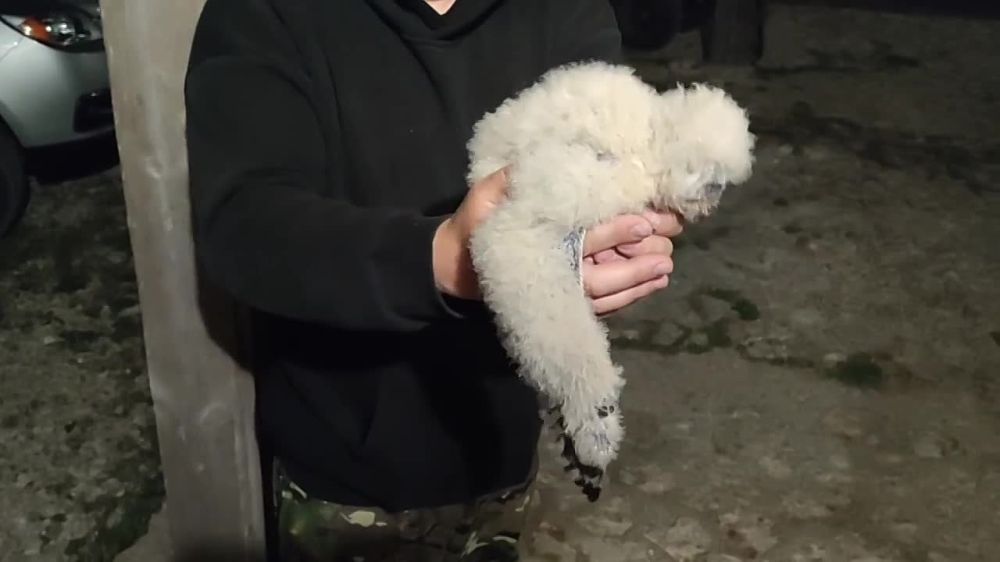 Александр Марчук: Сегодня мы хотим поделиться новостью, которая отозвалась теплом и гордостью в наших сердцах: среди нас появился новый, хоть и очень маленький, но уже такой важный страж – наш совёнок