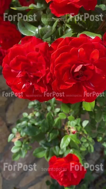 ����� ������� �� ������ �����������