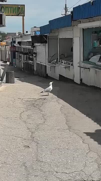 ����� �� "�����" � ����������� ����������� �����