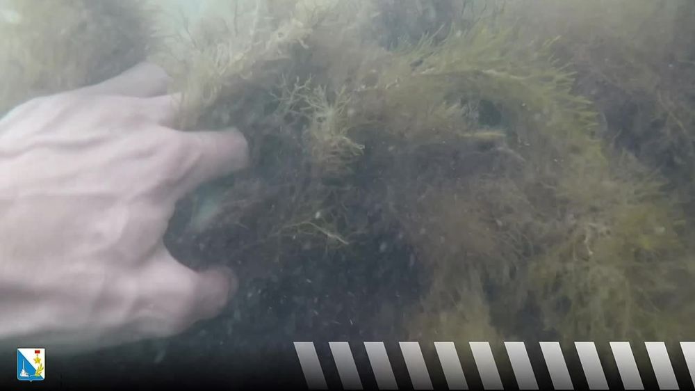 ������ ����������� �� �������?