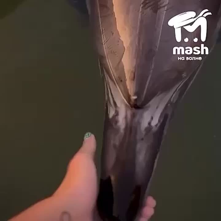  ,    , 