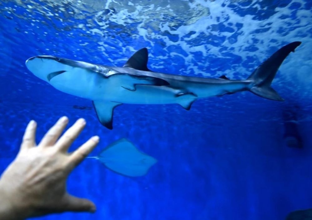 � ����� ������� ��������� ����������, ����������� ������� � ��������, �������� � ������� �����