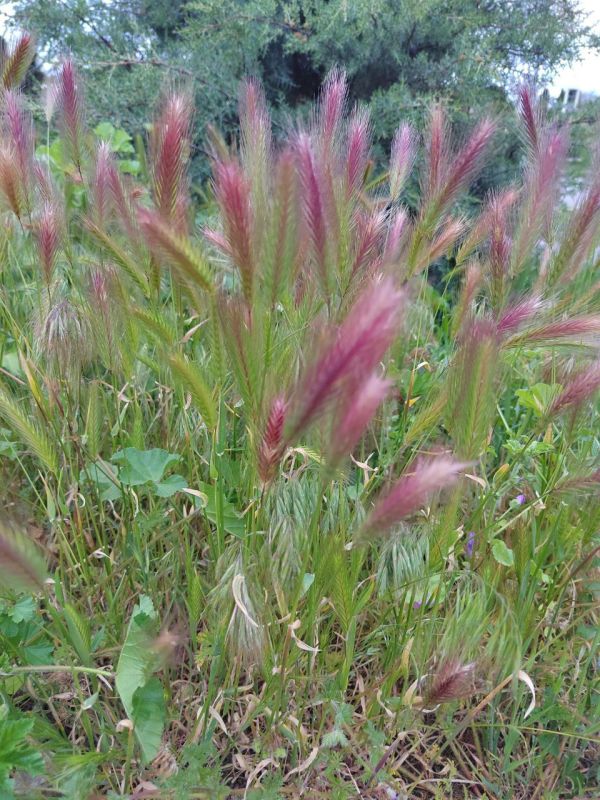 #Что за растение?. Его тонкие стебли увенчаны пушистыми колосками, которые переливаются на солнце жемчужными, розоватыми и золотистыми оттенками