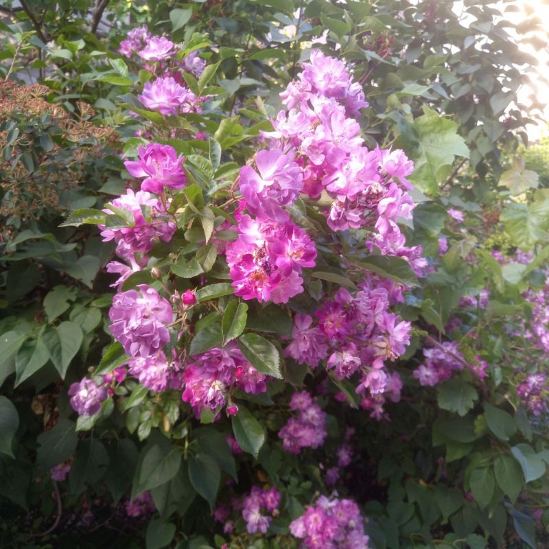 #Что это цветет?. Это растение — магический хамелеон: её лепестки меняют цвет от фиолетово-синего утром до лавандово-розового на закате