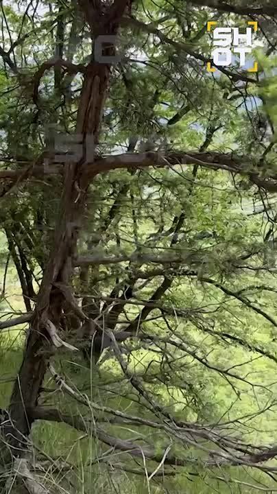 � ����� ����������� ������ �����, ������� ������� �� ������� ������