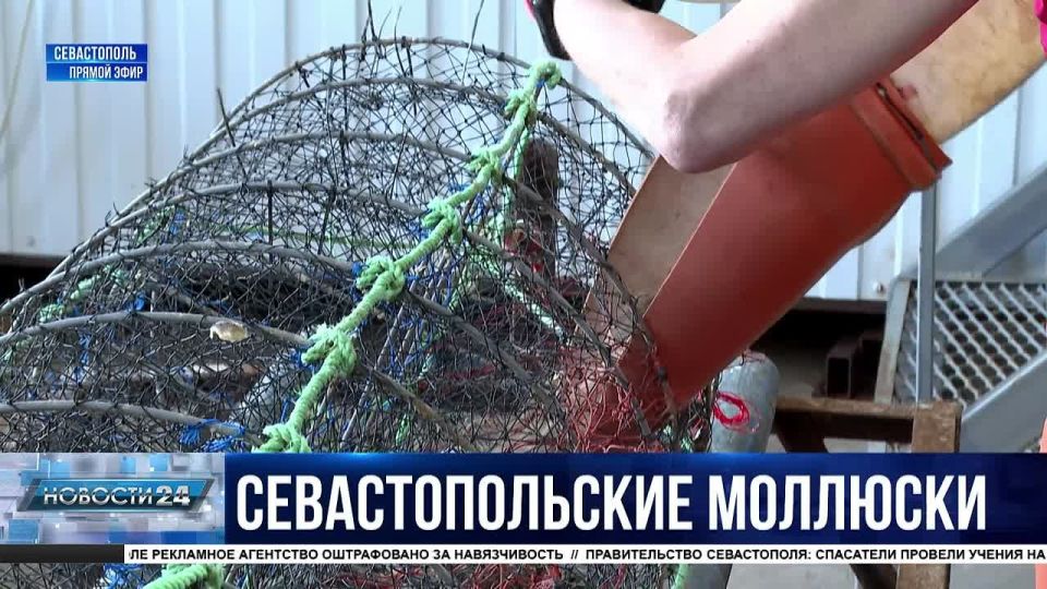 Первый устричный питомник создают в Севастополе