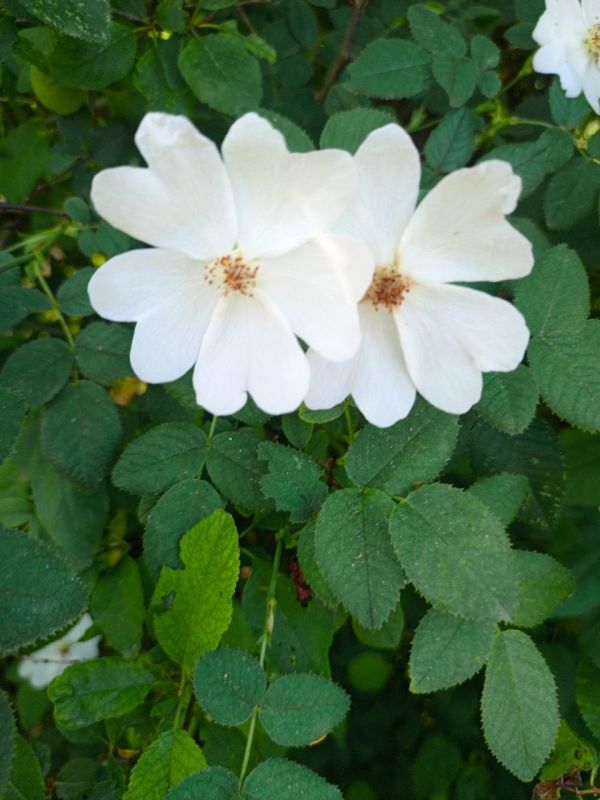 Шиповник — витаминный король! Шиповник — витаминный король!