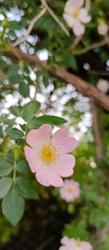 Шиповник — витаминный король!