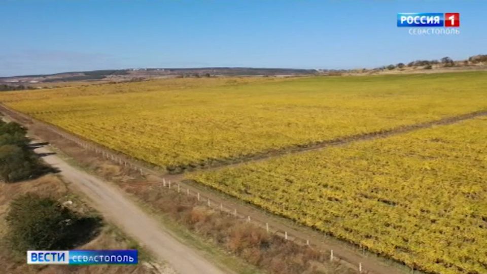 В Севастополе, Крыму и новых регионах отозваны декларации на 500 тысяч тонн зерна
