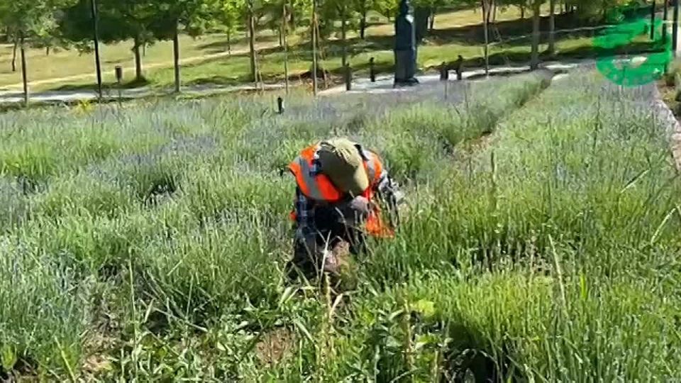В парке Учкуевка набирает цвет лаванда