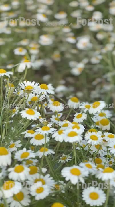 Ромашковое поле на закате. Дорога к селу Флотскому ForPost