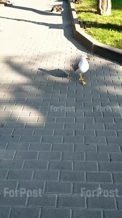 �������� �����������: "���������" ����� ����������� � �������� �����:))