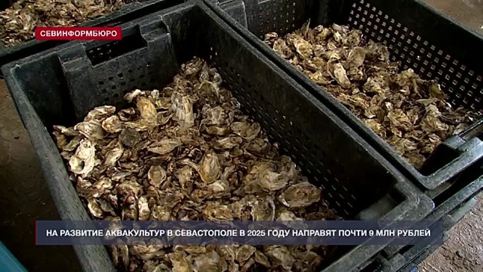 На развитие аквакультур в Севастополе в 2025 году направят почти 9 млн рублей